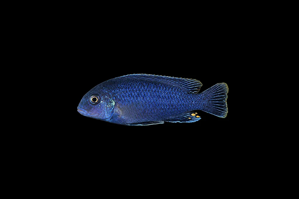 Wochepa melanochromis (Melanochromis wochepa)