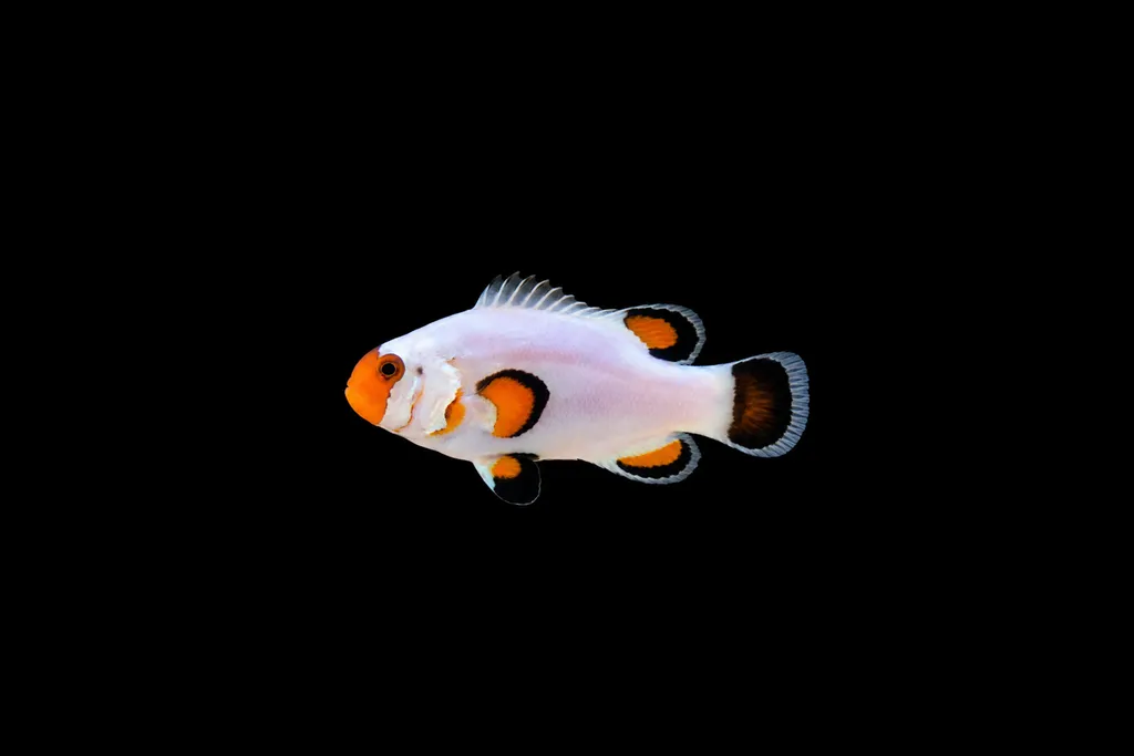 Wyoming White clownfish (Amphiprion ocellaris)