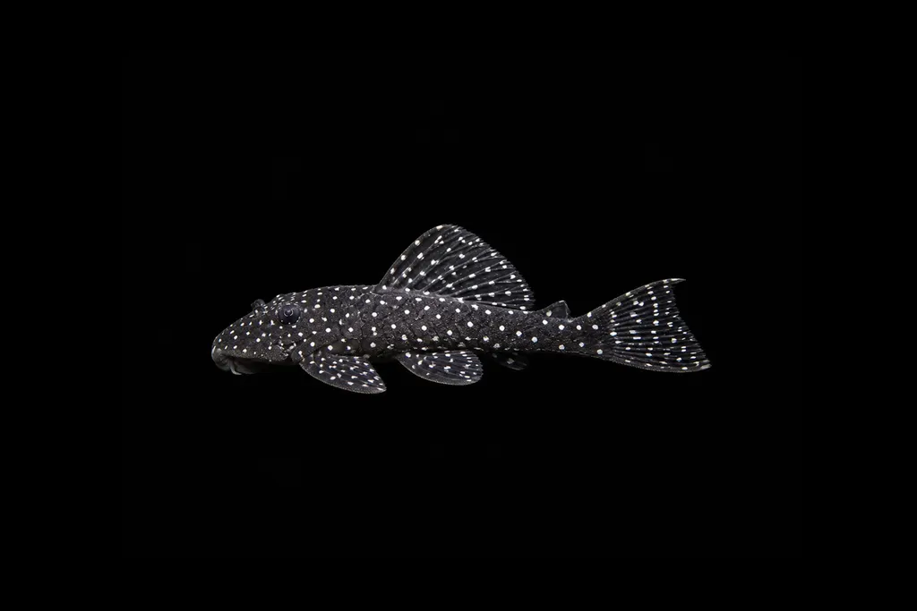 Xingu peppermint pleco (Parancistrus nudiventris)