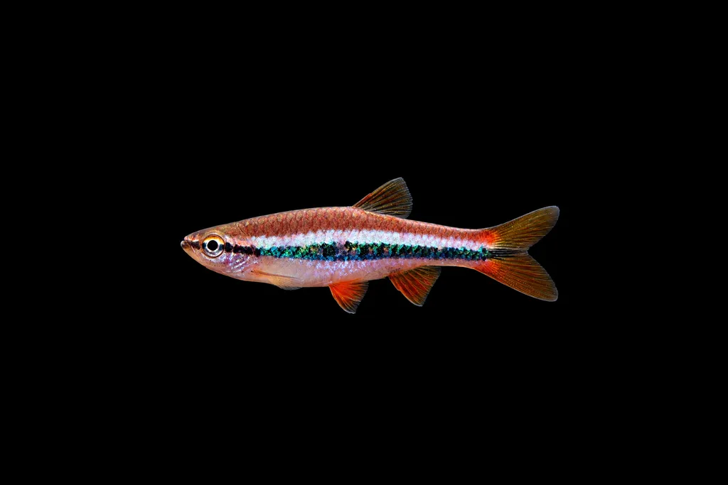 Yap's rasbora (Rasbora patrickyapi)