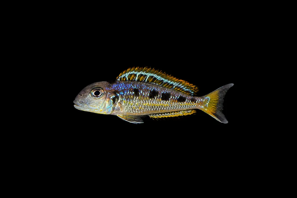 Yellow-cheek xenotilapia (Xenotilapia ochrogenys)