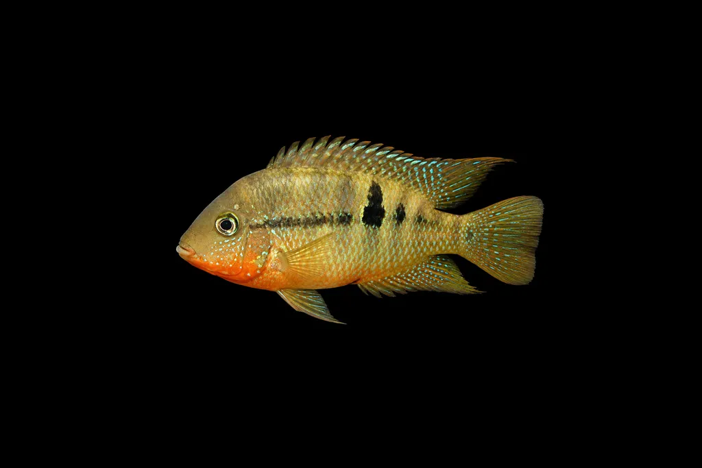 Yellow firemouth (Thorichthys affinis)