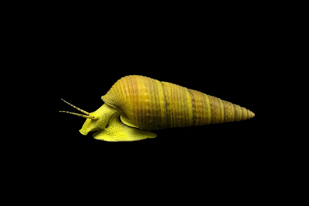 Yellow giant rabbit snail (Tylomelania sarasinorum)