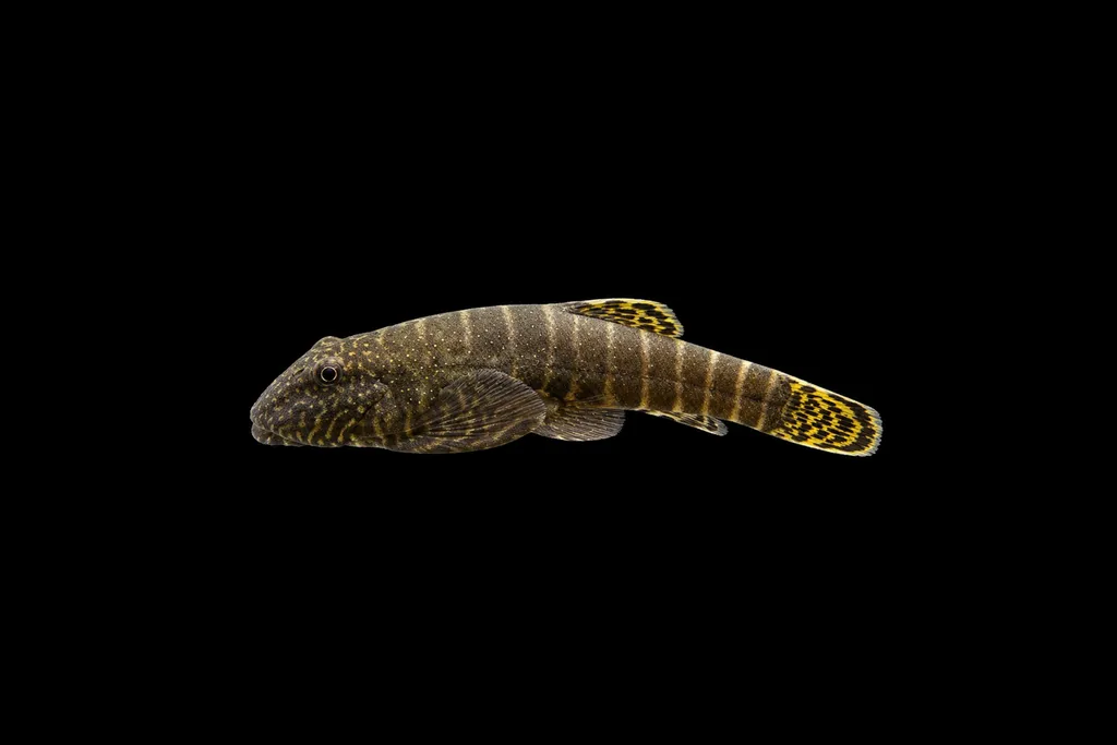 Yellowfin Borneo sucker (Gastromyzon viriosus)