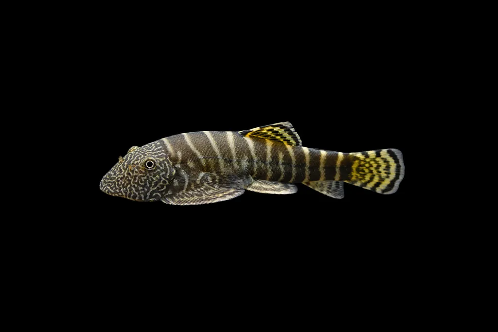 Zebra Borneo sucker (Gastromyzon zebrinus)