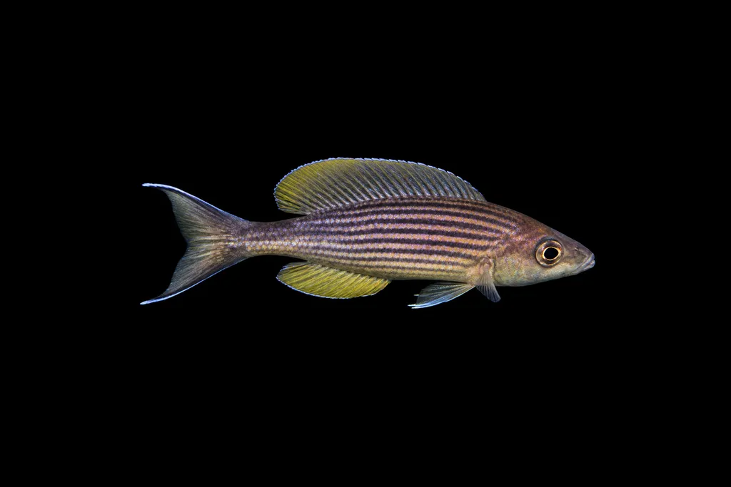 Zebra sardine cichlid (Cyprichromis zonatus)