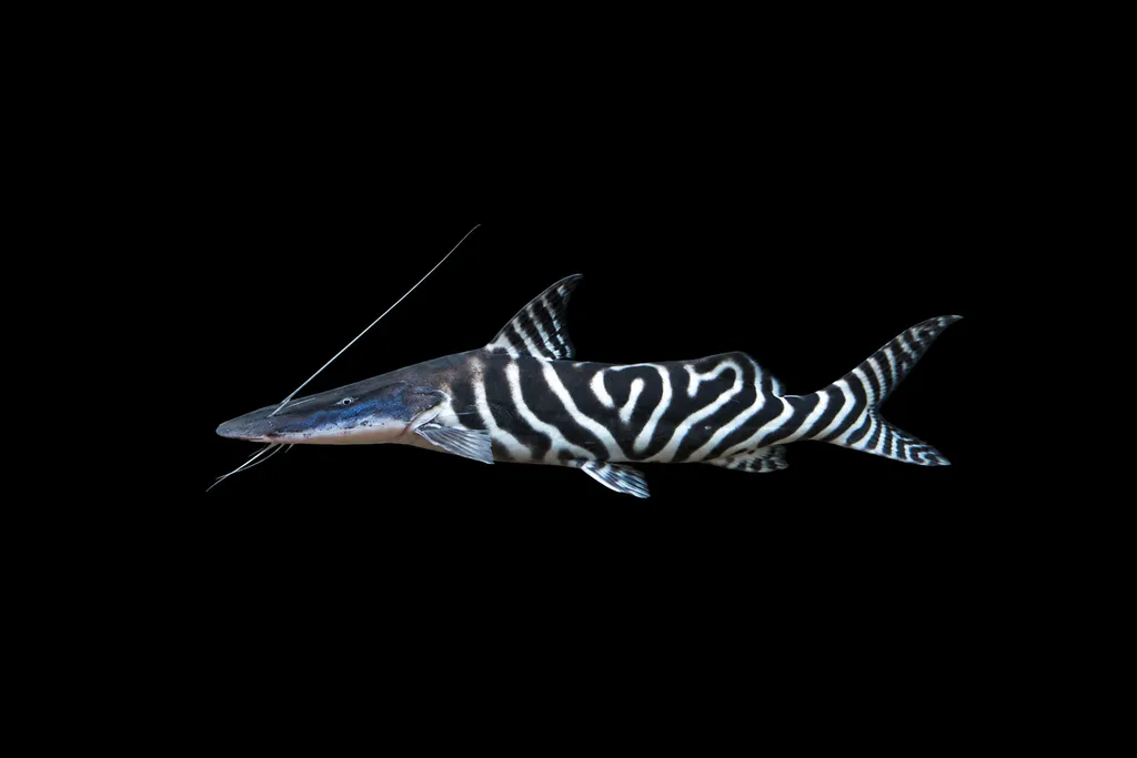 Zebra shovelnose (Brachyplatystoma tigrinum)