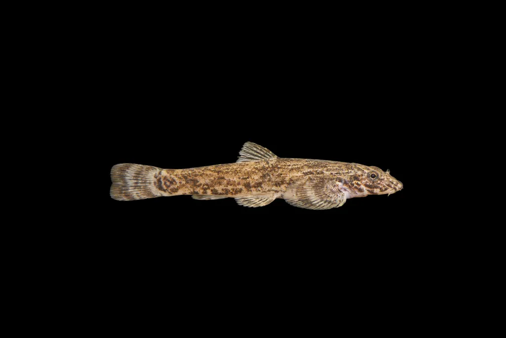 Zollinger's lizard loach (Balitoropsis zollingeri)