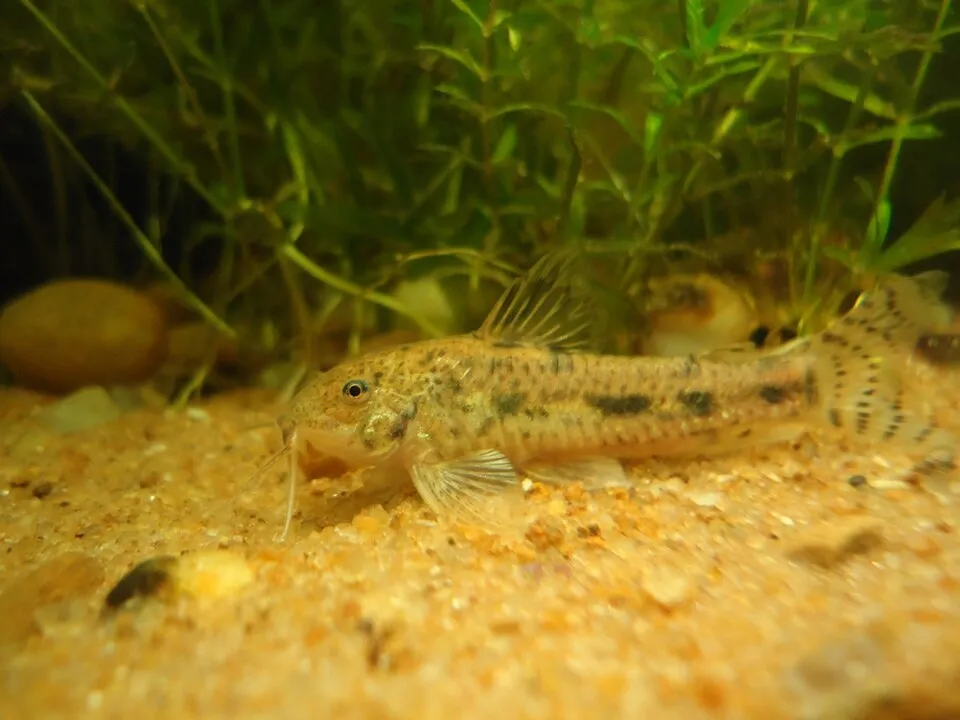 Brown-Point Shield Skin (Aspidoras fuscoguttatus)