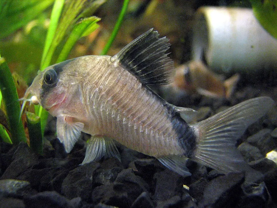 Masked cory (Corydoras metae)