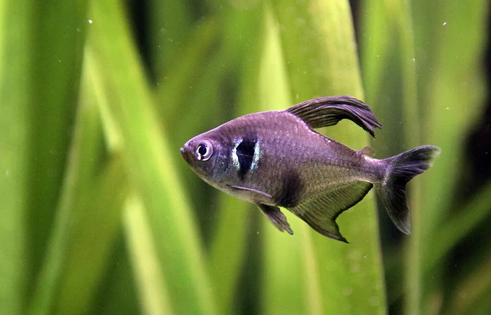Black phantom tetra (Hyphessobrycon megalopterus)