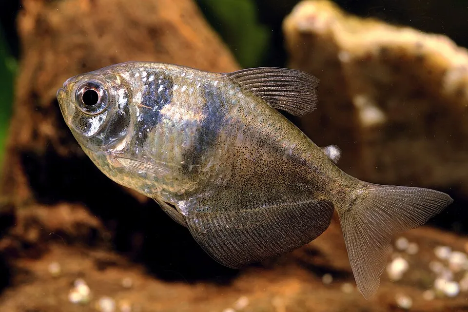 Black widow tetra (Gymnocorymbus ternetzi)