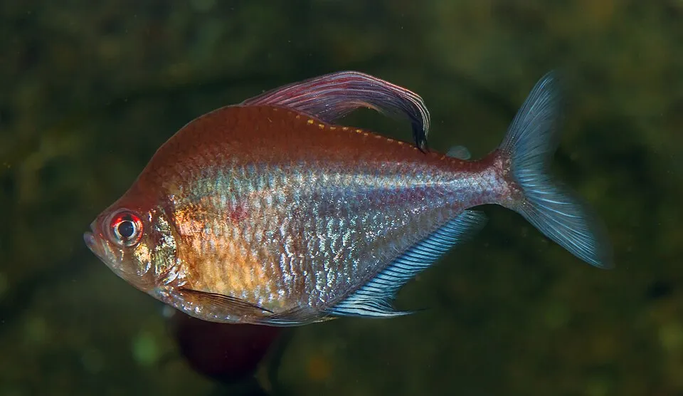 Bleeding heart tetra (Hyphessobrycon erythrostigma)