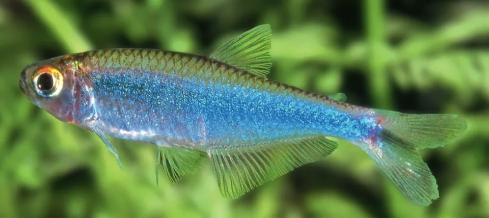 Blue tetra (Knodus borki)