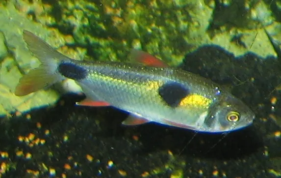 Bucktooth tetra (Exodon paradoxus)