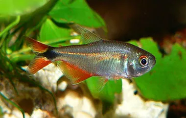 Buenos Aires tetra (Hyphessobrycon anisitsi)