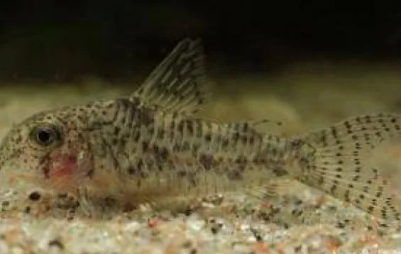 Barred-tail cory (Corydoras cochui)