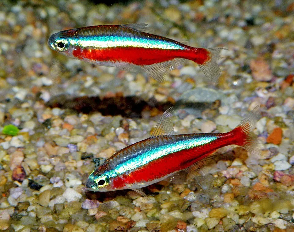 Cardinal tetra (Paracheirodon axelrodi)