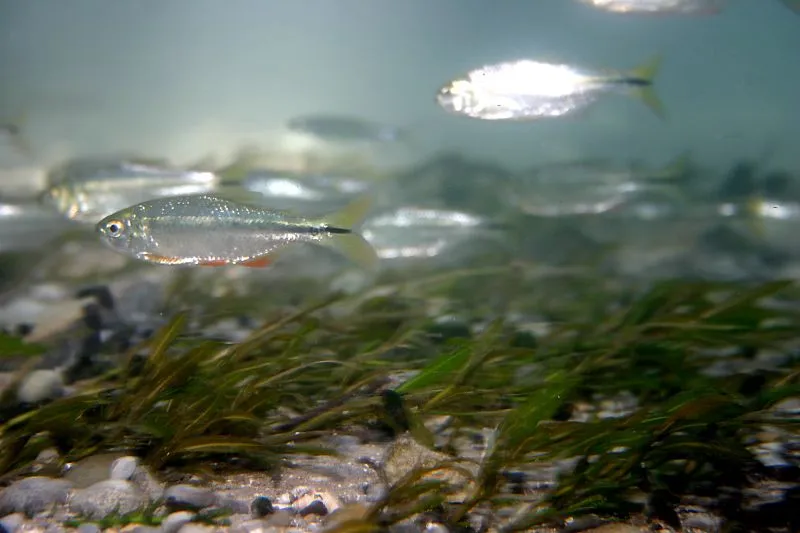 Blind cave tetra (Astyanax mexicanus)