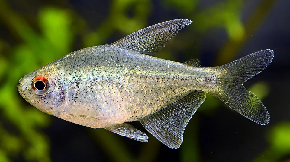 Diamond tetra (Moenkhausia pittieri)