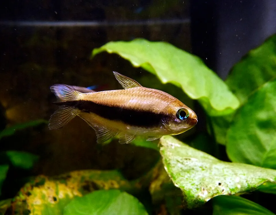 Emperor tetra (Nematobrycon palmeri)