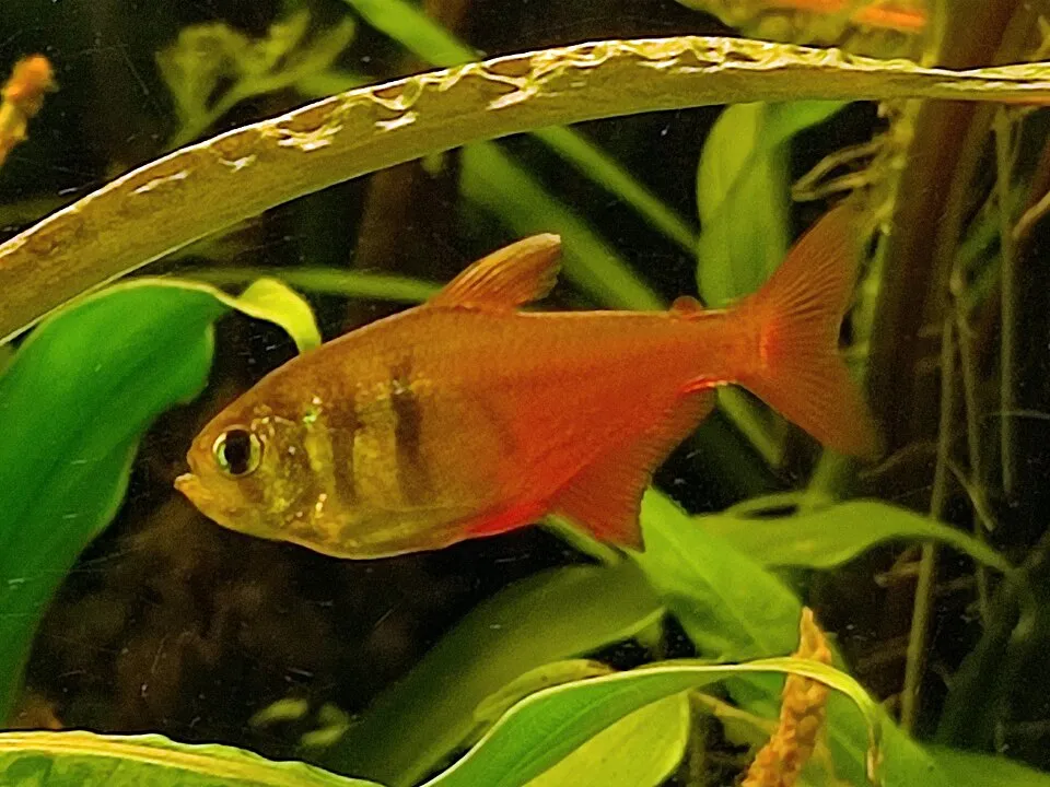 Flame tetra (Hyphessobrycon flammeus)