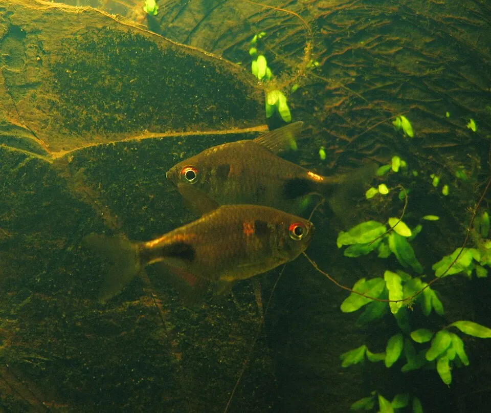 Garnet tetra (Hemigrammus pulcher)