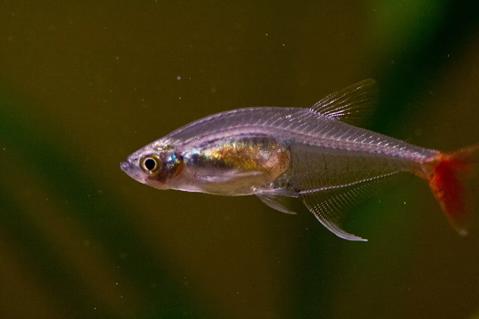 Glass bloodfin tetra (Prionobrama filigera)