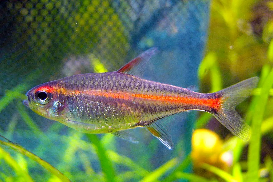 Glowlight tetra (Hemigrammus erythrozonus)