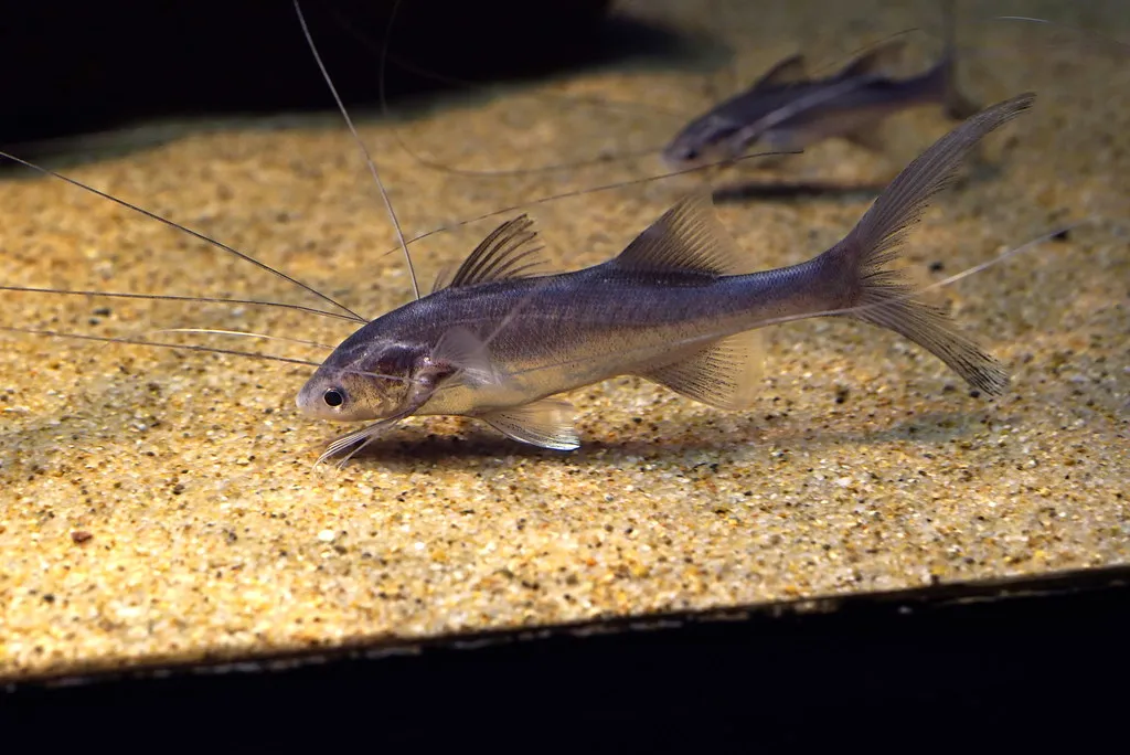 Paradise Threadfin (Polynemus paradiseus)