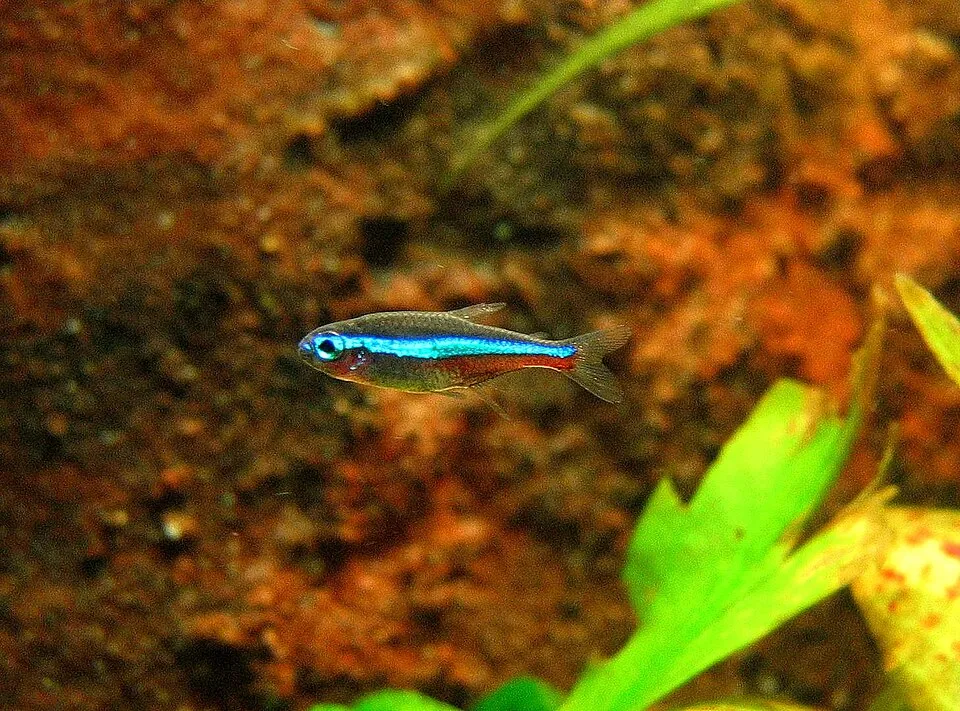 Green neon tetra (Paracheirodon simulans)