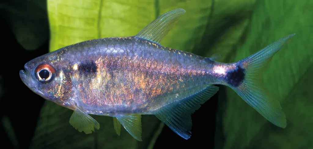 Head-and-taillight tetra (Hemigrammus ocellifer)