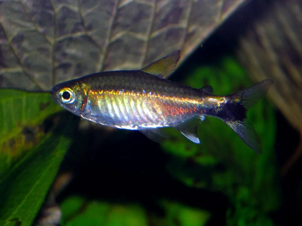January tetra (Hemigrammus hyanuary)