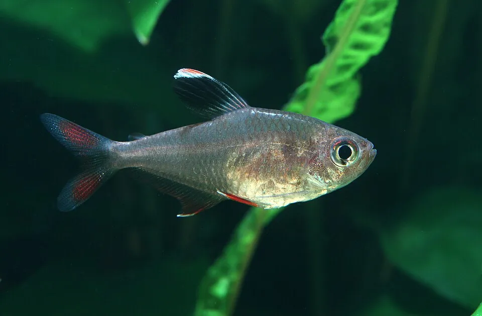 Ornate tetra (Hyphessobrycon bentosi)