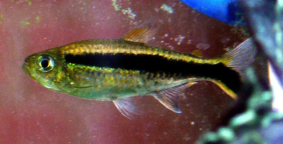 Penguin tetra (Thayeria boehlkei)