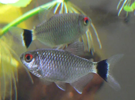 Red eye tetra (Moenkhausia sanctaefilomenae)