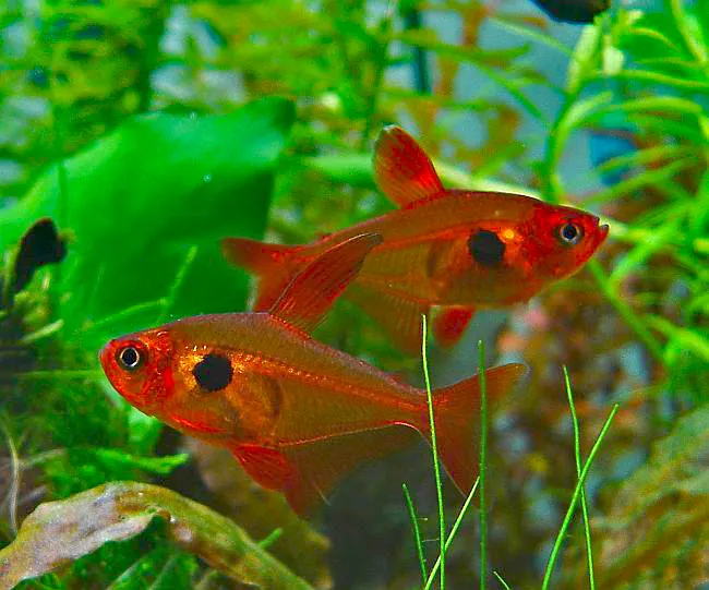 Red phantom tetra (Hyphessobrycon sweglesi)