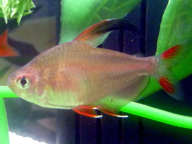 Rosy tetra (Hyphessobrycon rosaceus)