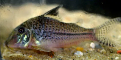 Blacktop cory (Corydoras acutus)