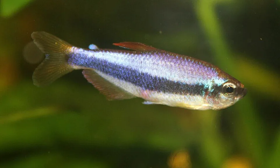Royal tetra (Inpaichthys kerri)