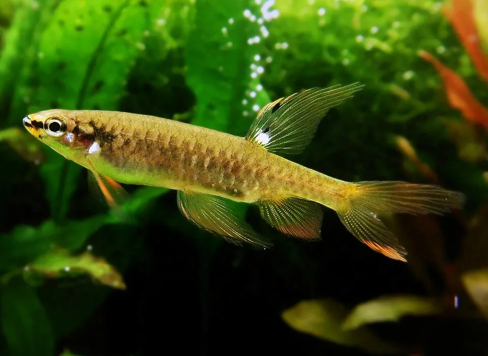 Splash tetra (Copella arnoldi)