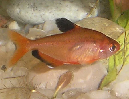 Serpae tetra (Hyphessobrycon serpae)