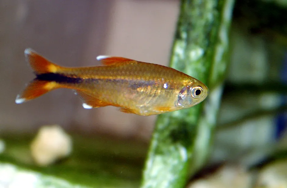 Silvertip tetra (Hasemania nana)