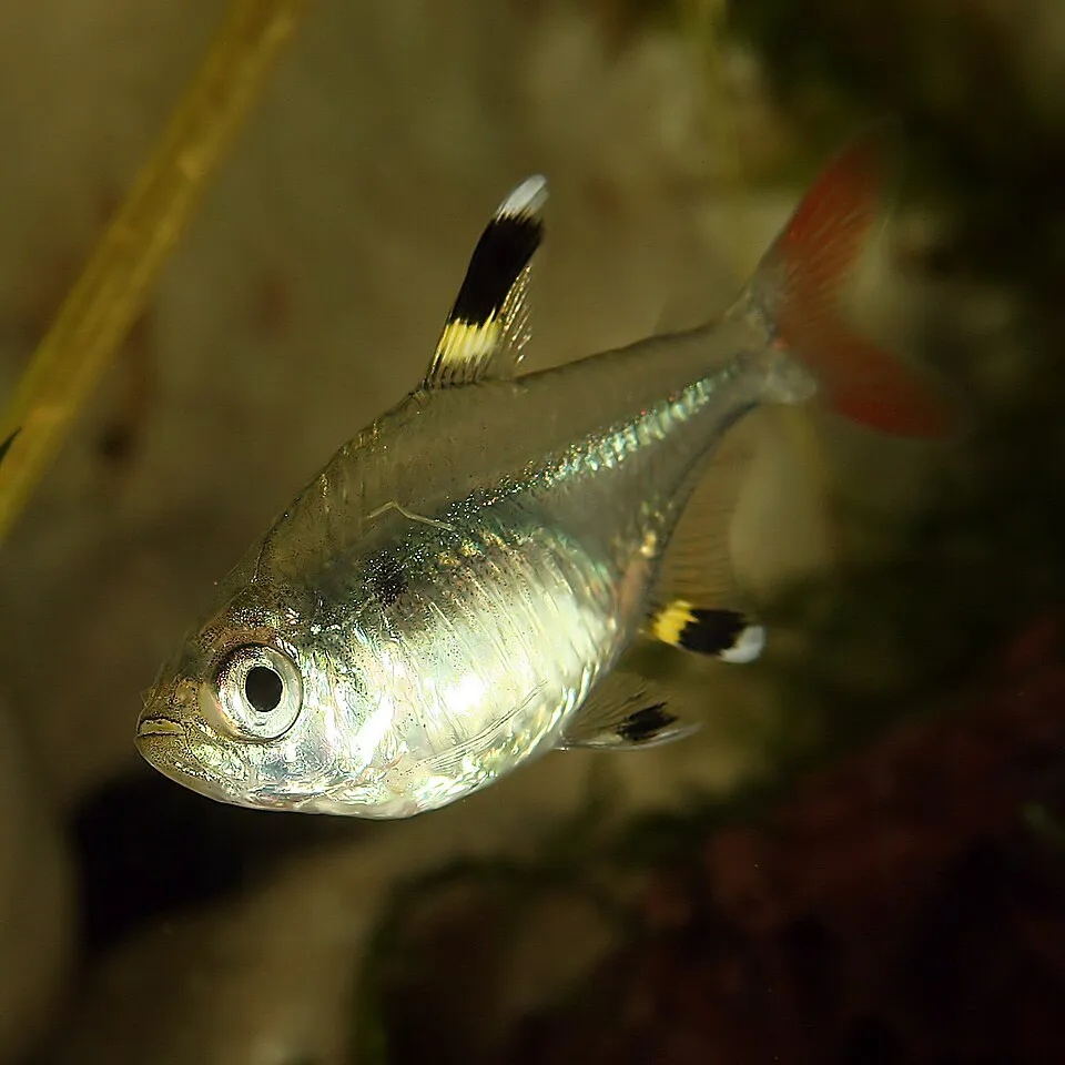 X-ray tetra (Pristella maxillaris)