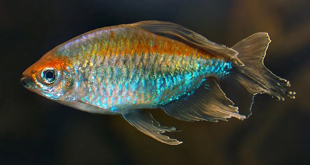 Congo tetra (Phenacogrammus interruptus)