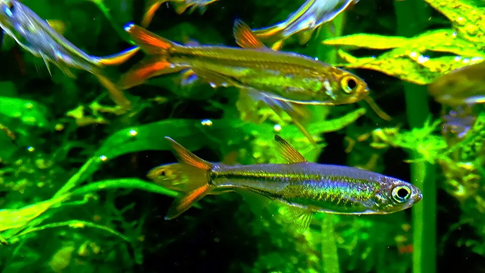 Jellybean tetra (Ladigesia roloffi)