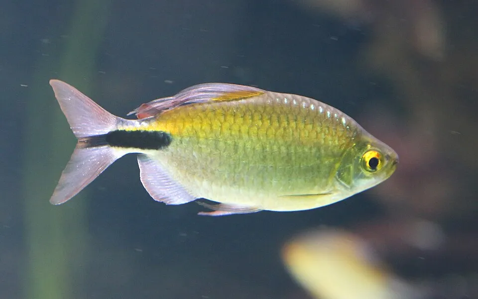 Long-fin tetra (Brycinus longipinnis)