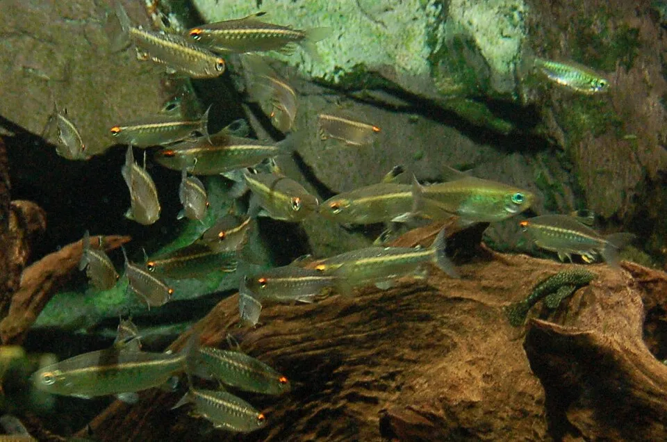 Niger tetra (Arnoldichthys spilopterus)