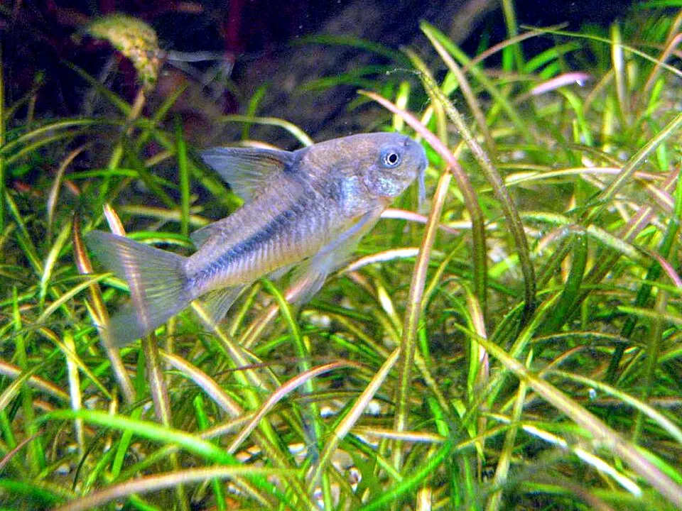 Blue cory (Corydoras nattereri)