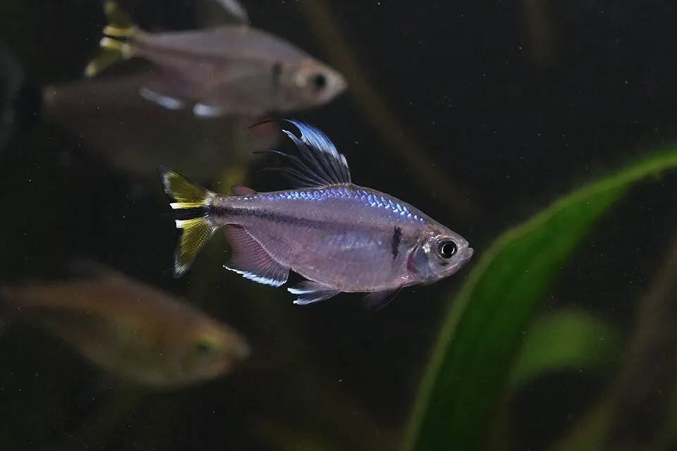 Yellow-tailed Congo tetra (Alestopetersius caudalis)